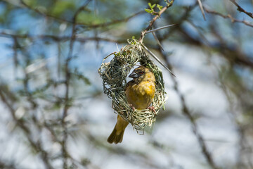 African weaver bird building a nest in a thorn tree