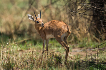 Klipspringer buck in the bush