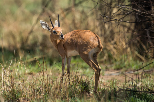 Klipspringer buck in the bush