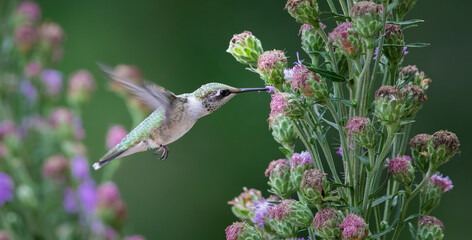 hummingbird on blazing star © Hal Moran