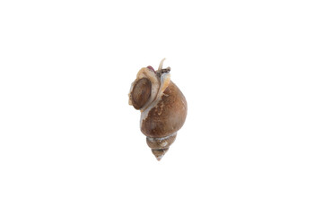 sea snail on a white background © changju.kang
