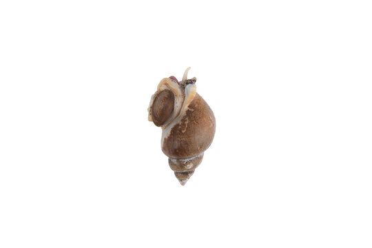 sea snail on a white background