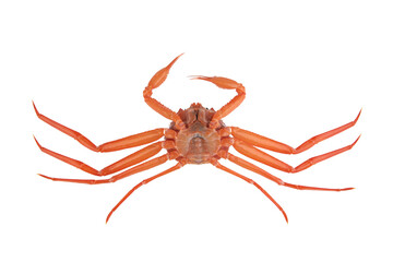 a crab on a white background