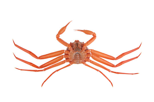 a crab on a white background