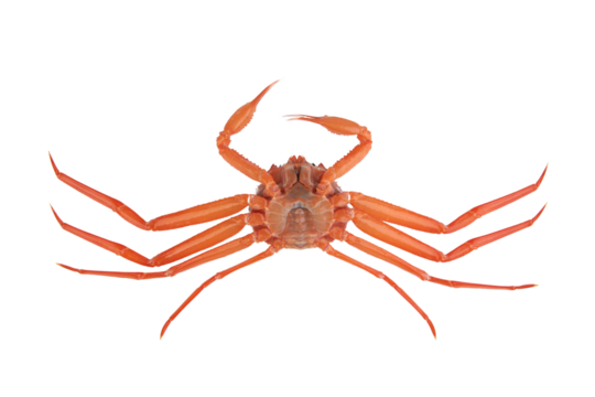 a crab on a white background
