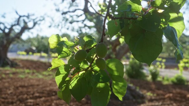 Close-up of an apricot tree branch with green apricots and leaves in a sunny orchard in puglia, italy, highlighting the fresh fruits and lush foliage.