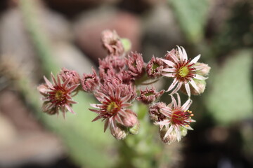 rojnik Cardinal Sempervivum