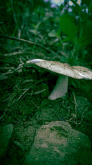 wild mushrooms that grow after the rainy season comes