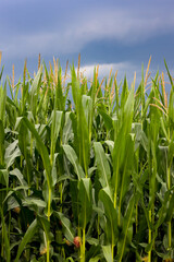 Obraz premium Large green corn plants with large green leaves and small corn cobs in a cornfield summer fagainst a dark blue cloudy sky