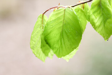 Young fresh green young beech leaves on branch in backlight 