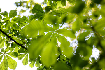Young fresh green young chestnut leaves in backlight spring view in the sky