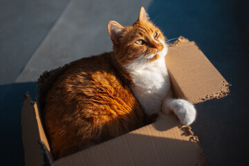 Portrait of red white cat lying in the cardboard box.