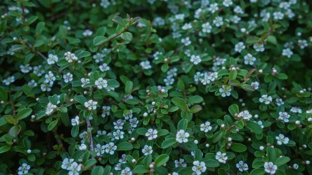 Close-up of a cotoneaster horizontalis plant with small, white flowers found outdoors in puglia, italy, showcasing its intricate branching pattern, green leaves, and delicate blooms.
