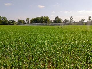 Eau et champs de maïs