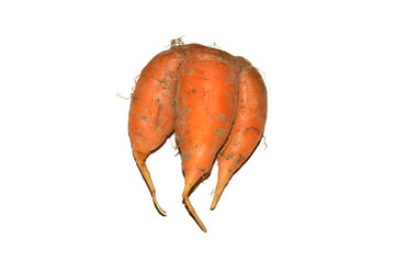 Freshly pickede unwashed, twin carrots