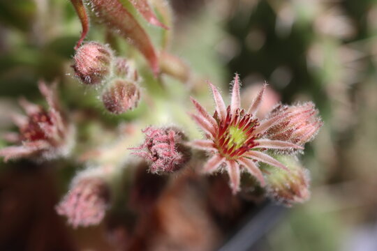 rojnik Kimba Sempervivum