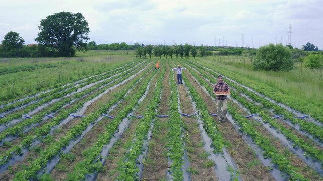 The farmer walks with a box full of strawberries through the rows on a plantation., aerial view.