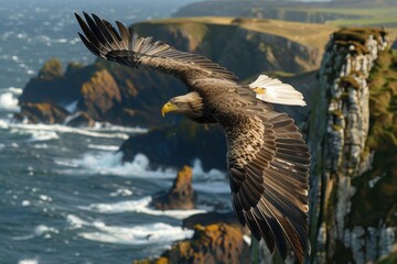 Fototapeta premium A magnificent white-tailed eagle soaring over a coastal landscape, with cliffs and ocean waves in the background.