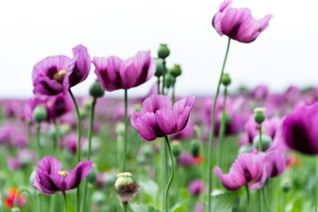 Obraz premium Flowering opium poppy Papaver somniferum on a field in spring.