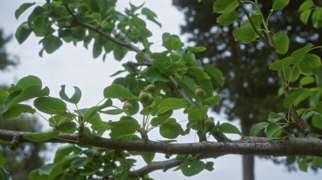 A close-up of a pyrus communis branch with green leaves and small developing pears against an outdoor background in puglia, italy, emphasizing the natural spring growth of this rosaceae family plant.