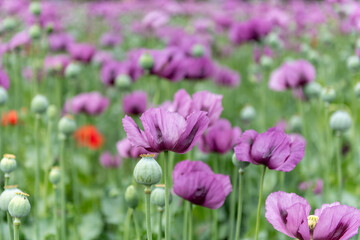 Flowering opium poppy Papaver somniferum on a field in spring.