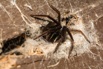 Green Fanged Tube Web Spider - Segestria florentina