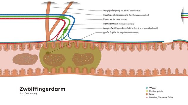 Animation der Verdauung im Verdauungssystem / Verdauungstrakt - Zw&ouml;lffingerdarm D&uuml;nndarm Dickdarm des Menschen mit Zotten und Beschriftung in deutsch und latein
