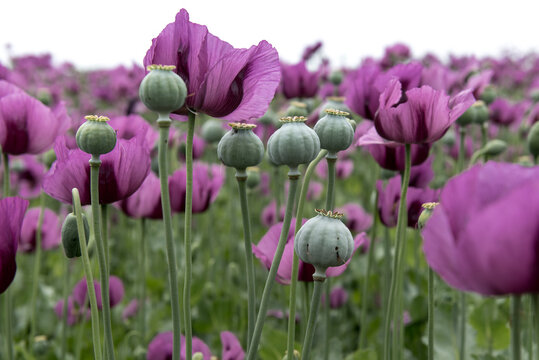 Flowering opium poppy Papaver somniferum on a field in spring.