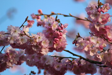 blooming tree