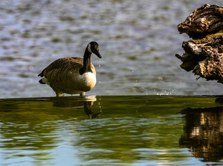 ducks on the lake