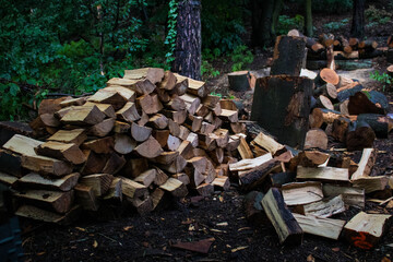 wycinka lasu  © Patryk