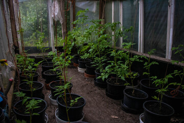 Pomidory szklarniowe 