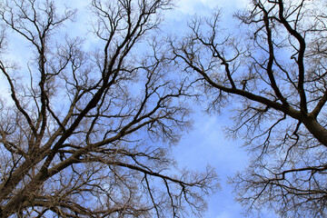Leafless tree branches silhouette. Natural tree branches silhouette on a blue background. Trees silhouettes on blue sky. Nature background. Leafless tree branches with sky. Copy space