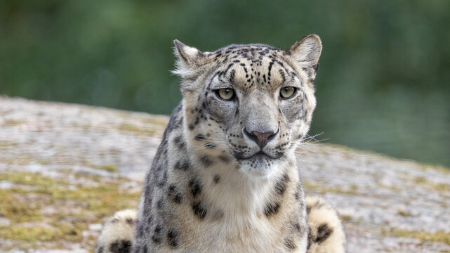 Snow leopard portrait.