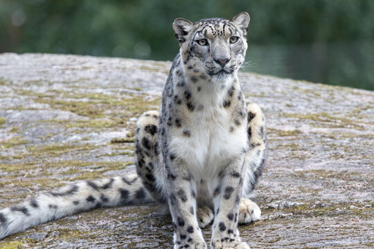 Snow leopard portrait.