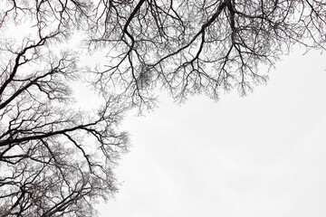 Leafless Oak tree branches silhouette. Black and white. Natural oak tree branches silhouette on a white background. Silhouettes of a dark gloomy forest with textured trees on a white background. 