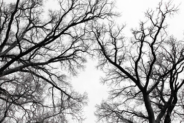 Leafless Oak tree branches silhouette. Black and white. Natural oak tree branches silhouette on a white background. Silhouettes of a dark gloomy forest with textured trees on a white background. 