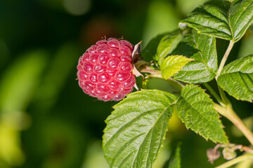 Raspberry on a branch