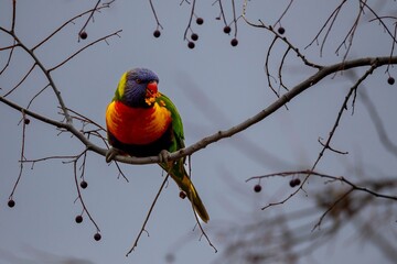 Rainbow lorikeet (Trichoglossus moluccanus) perched on a bare tree branch with a grey sky background