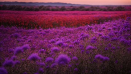 Purple Haze Sunset:  A breathtaking sunset paints the sky in vibrant hues of pink and orange, casting a magical glow over a vast field of purple wildflowers, creating a serene and mesmerizing landscap