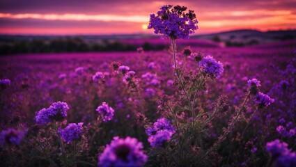 Fototapeta premium Purple Haze Sunset: A breathtaking sunset paints the sky in vibrant hues of pink and orange, casting a magical glow over a vast field of purple wildflowers, creating a serene and mesmerizing landscap