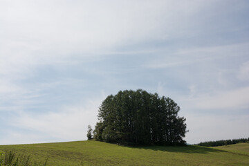 丘の上の緑のカラマツ林　美瑛町
