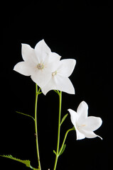 黒背景の白いキキョウ
