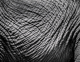 Macro elephant skin close up in black and white. Animal background.