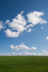 Fototapeta premium 緑の草原と青空に浮かぶ雲 