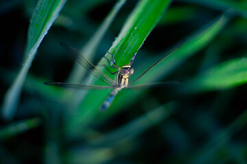 green dragonflies that perch on dewy leaves in the morning, beautiful and fresh