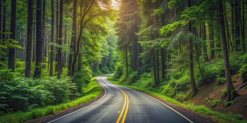 Road winding through dense forest, road, forest, nature, trees, pathway, woods, greenery, outdoors, scenic, tranquil