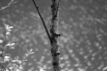 Tronc de bouleau en monochrome