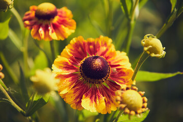 Dzielżan jesienny, Helenium autumnale L. © Marcin Łazarczyk