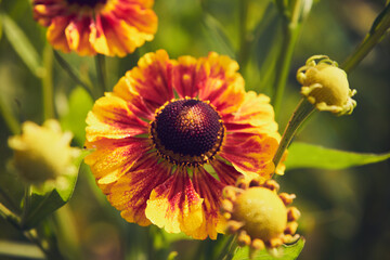 Dzielżan jesienny, Helenium autumnale L.